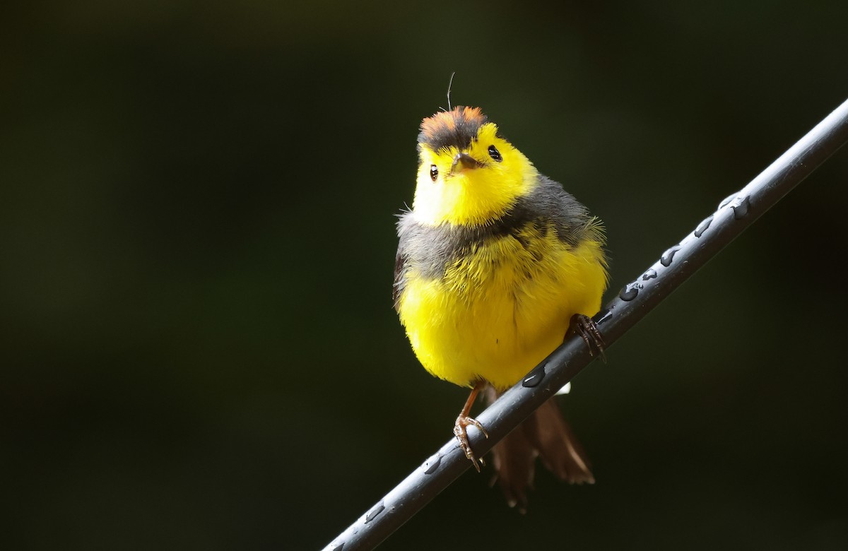 Collared Redstart - ML636555539