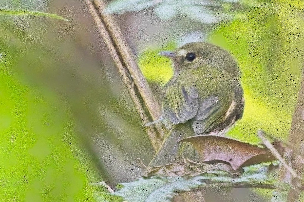 Drab-breasted Pygmy-Tyrant - ML636555547