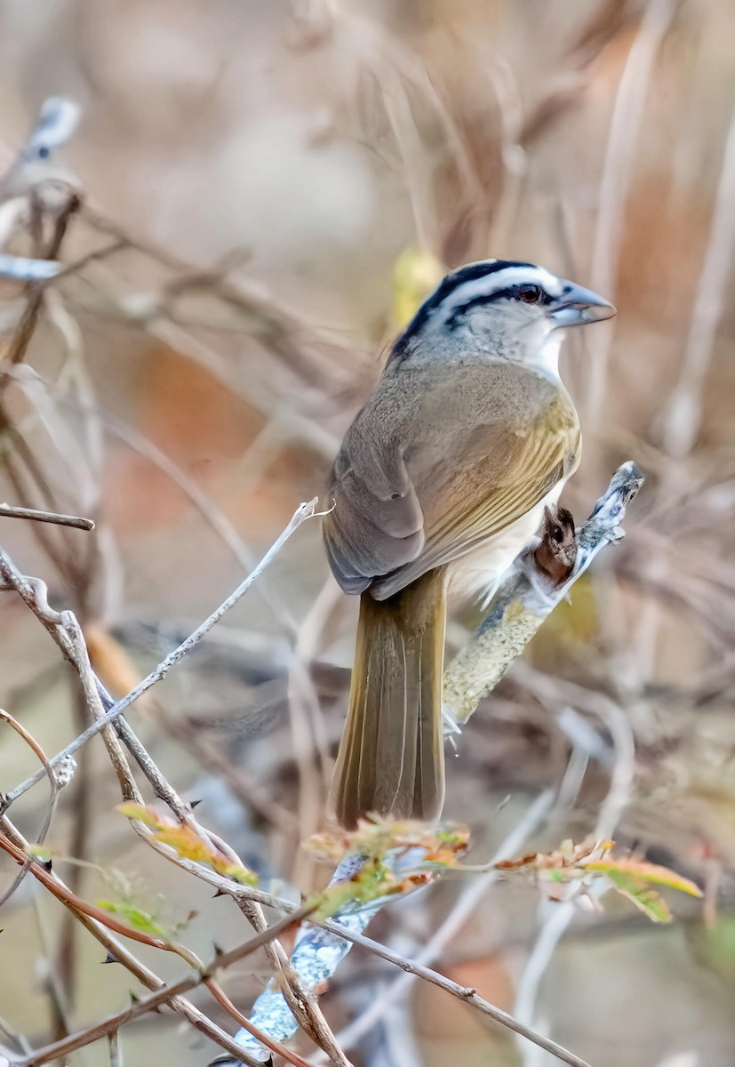 Tocuyo Sparrow - ML636555589