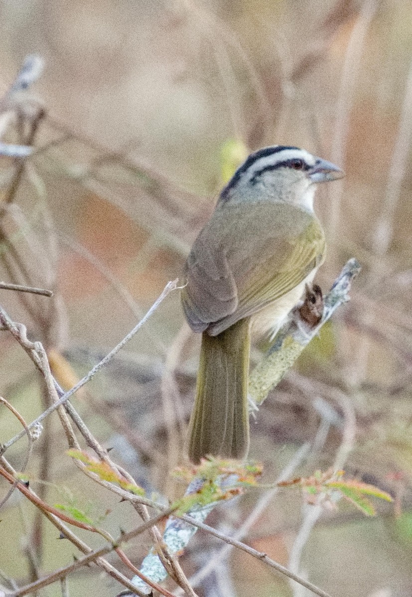 Tocuyo Sparrow - ML636555606