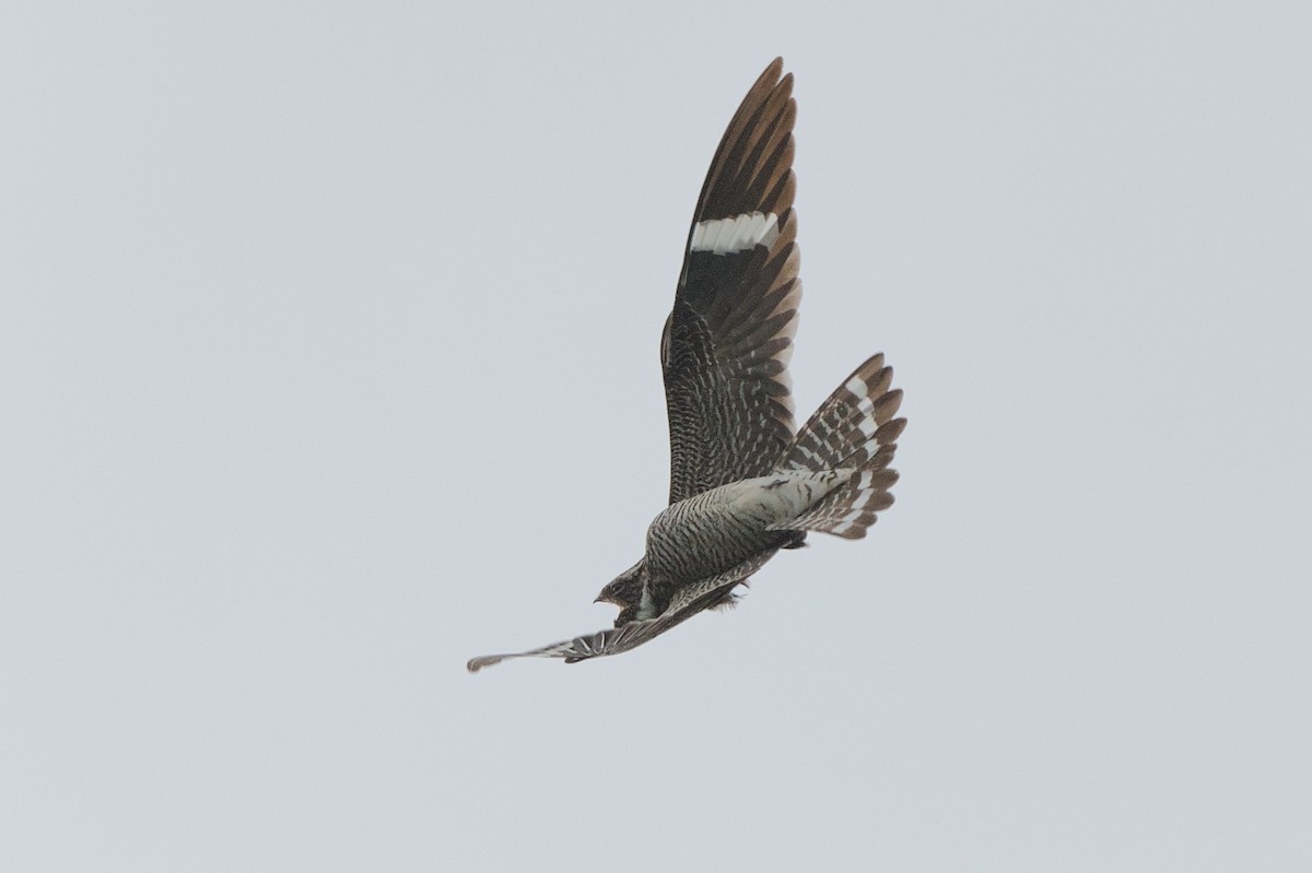 Common Nighthawk - ML636555634