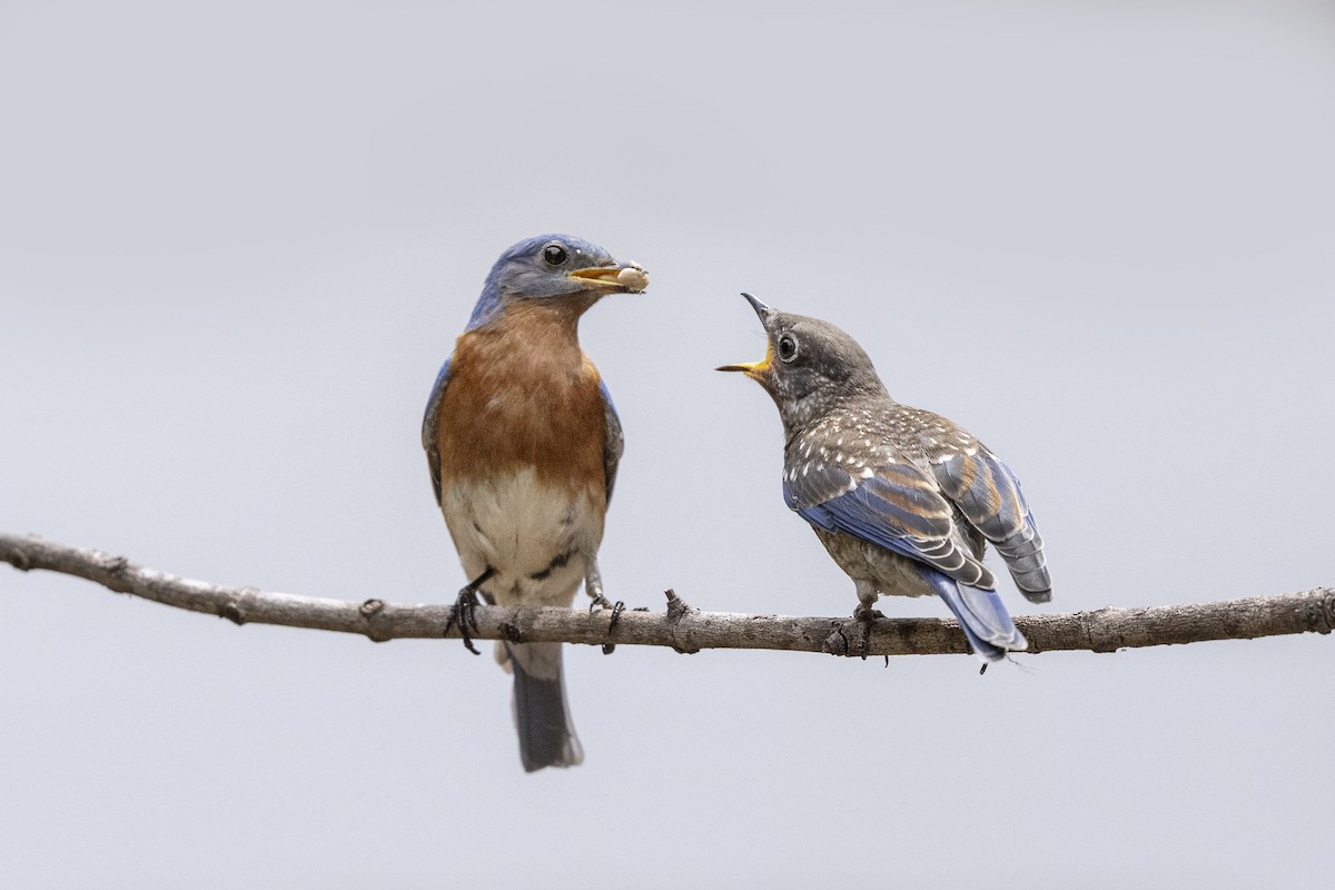 Eastern Bluebird - ML636555688