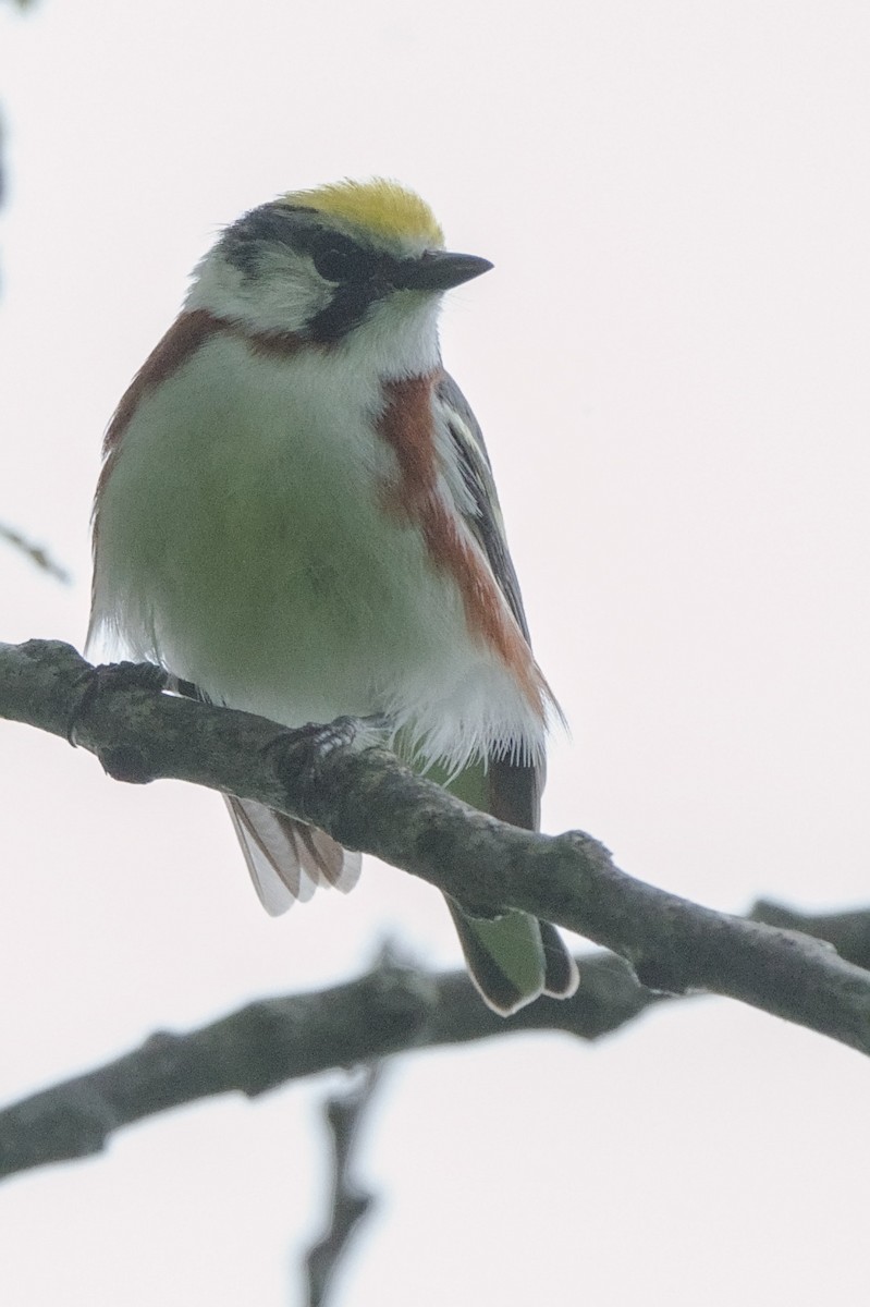 Chestnut-sided Warbler - ML636555693