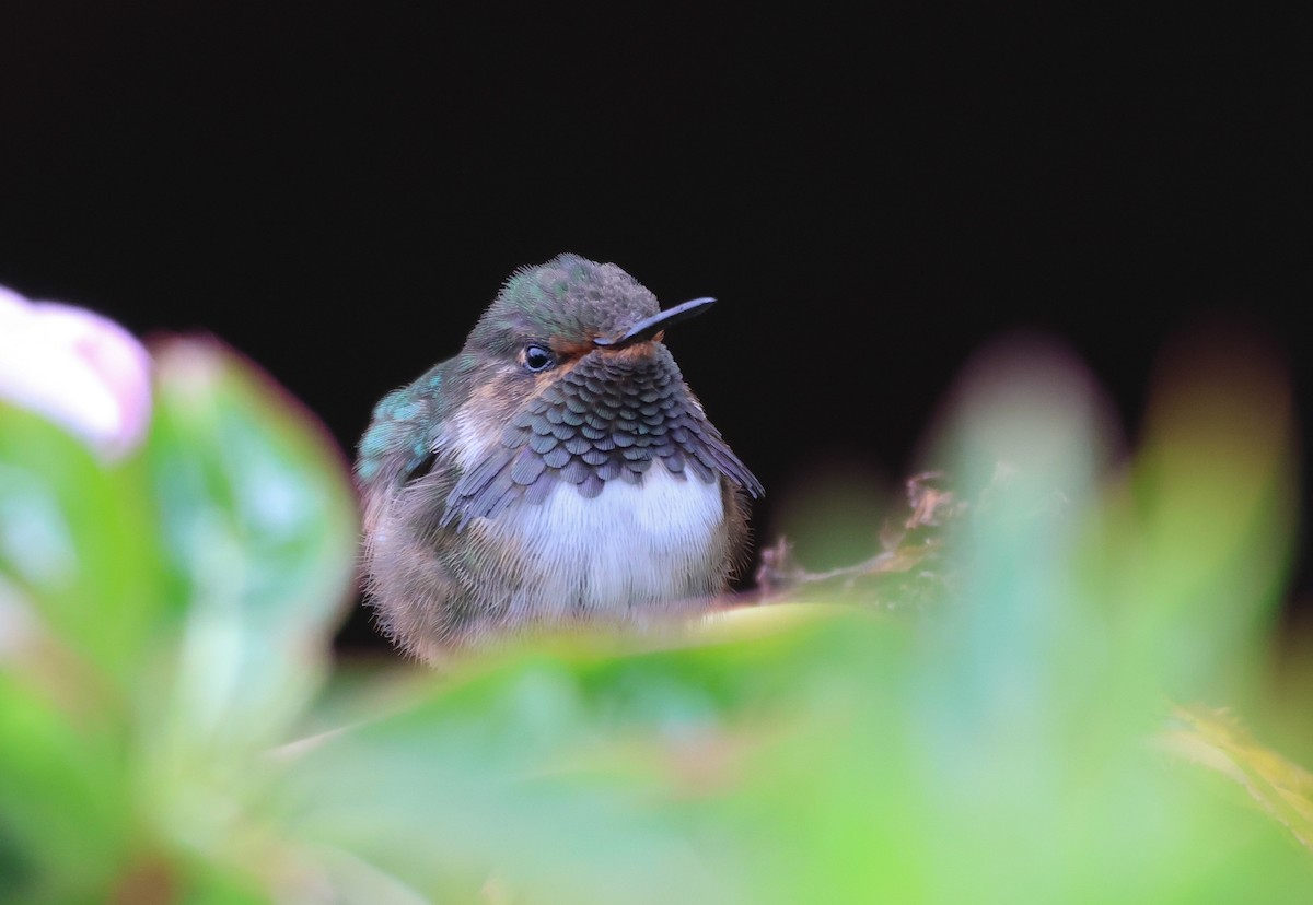 Volcano Hummingbird - ML636555733