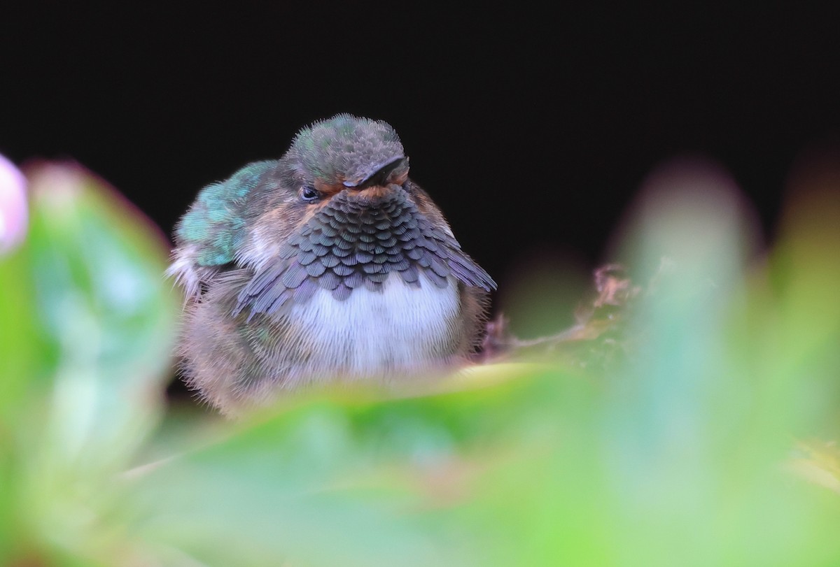 Volcano Hummingbird - ML636555740