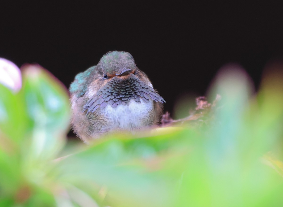 Volcano Hummingbird - ML636555747