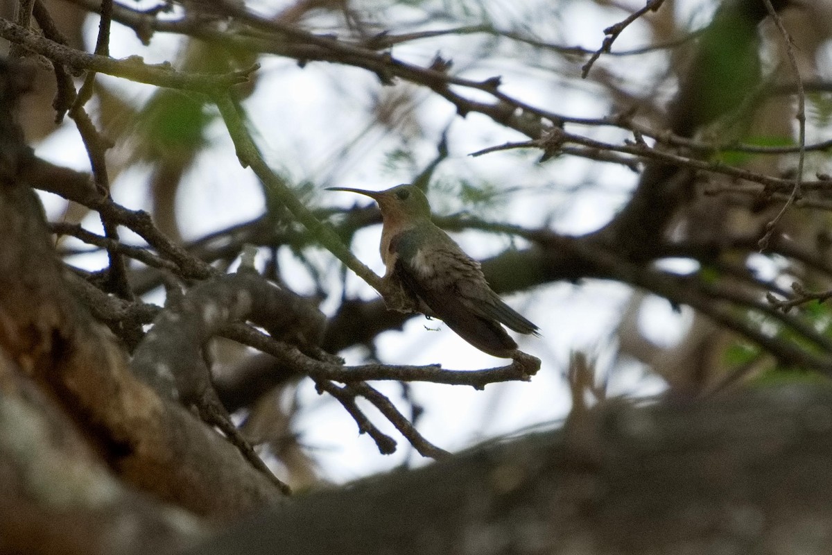 Buffy Hummingbird - ML636555765