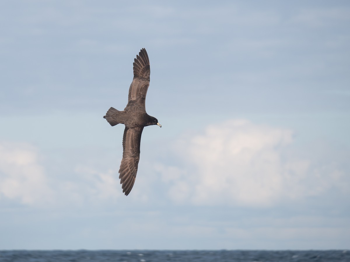 Parkinson's Petrel - ML636555915