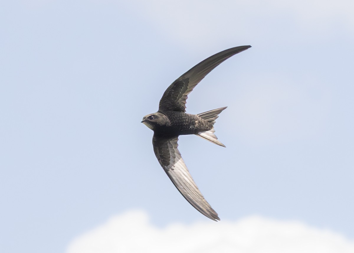 Common Swift - ML636555917