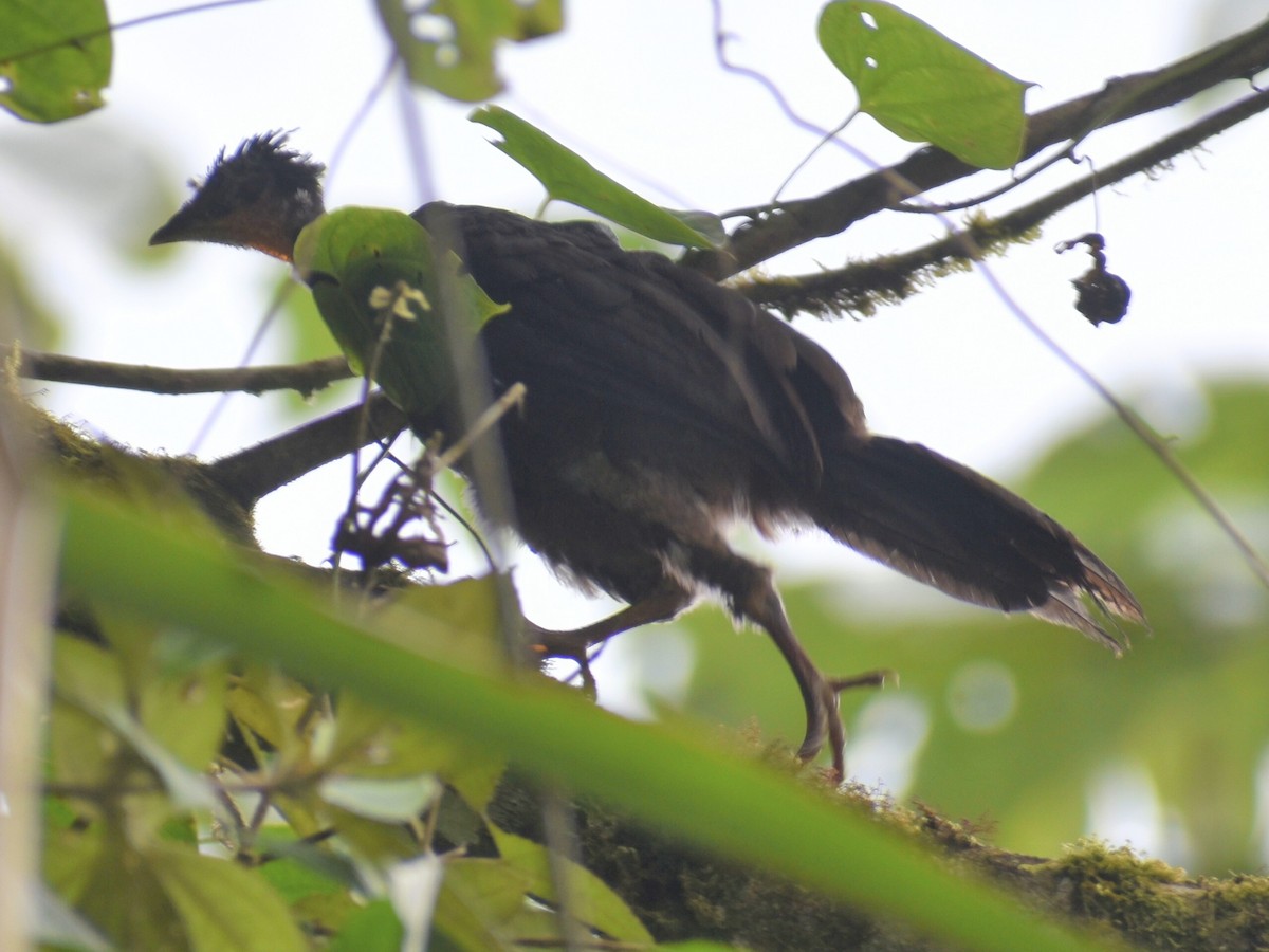 Cauca Guan - ML636555929