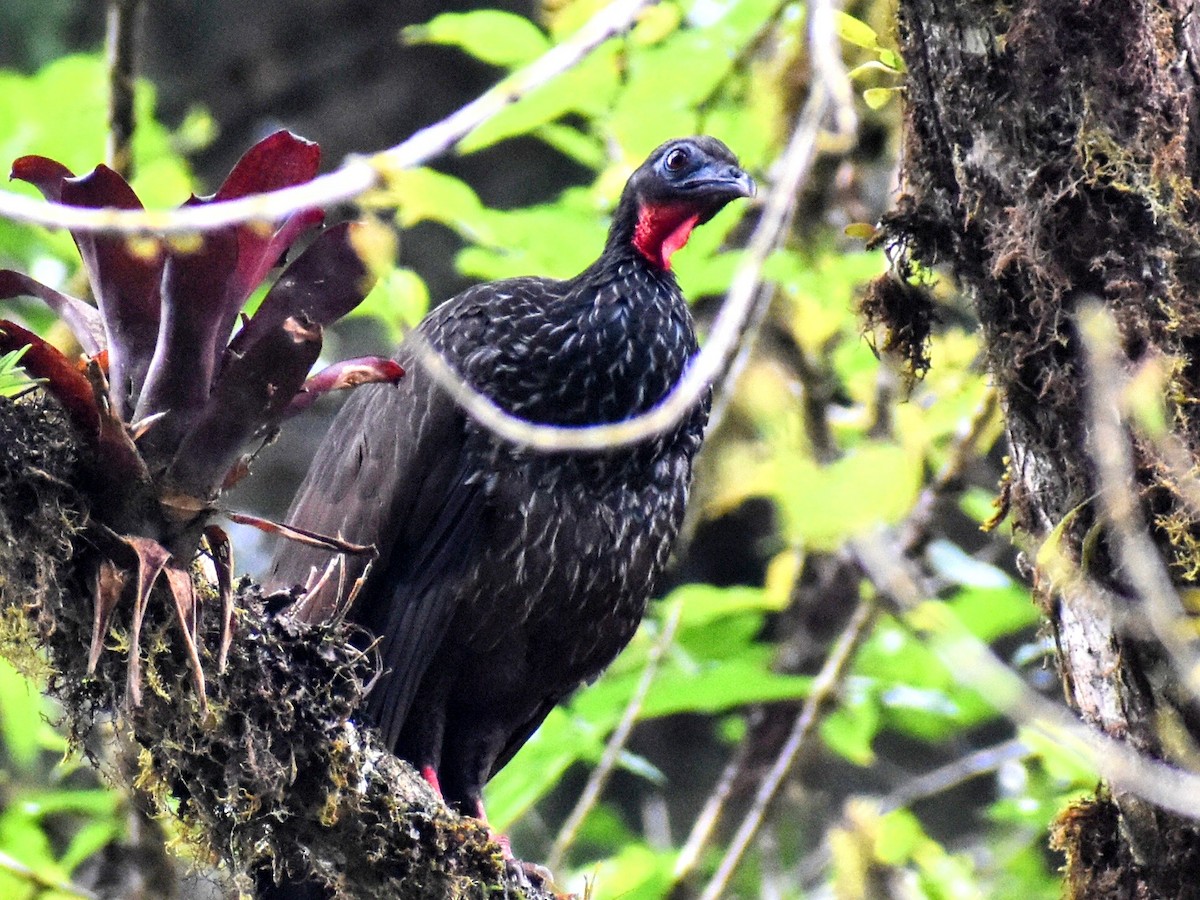 Cauca Guan - ML636555930