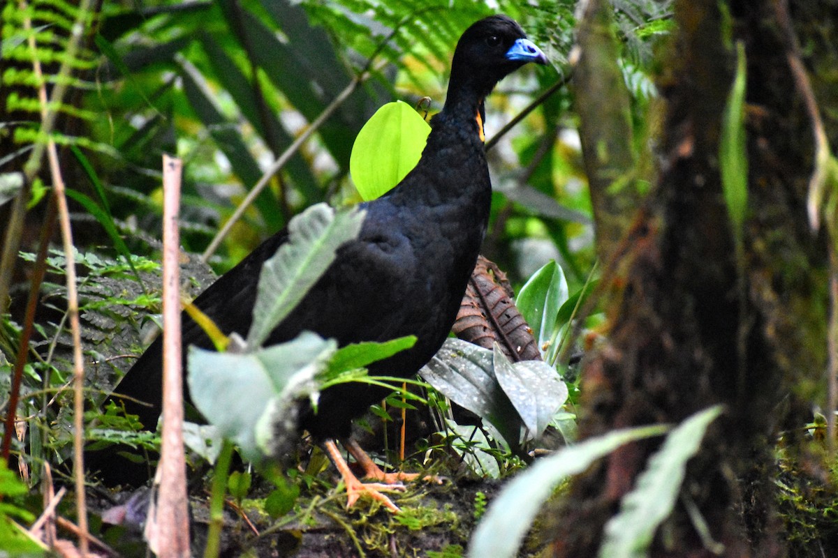 Küpeli Guan - ML636555958