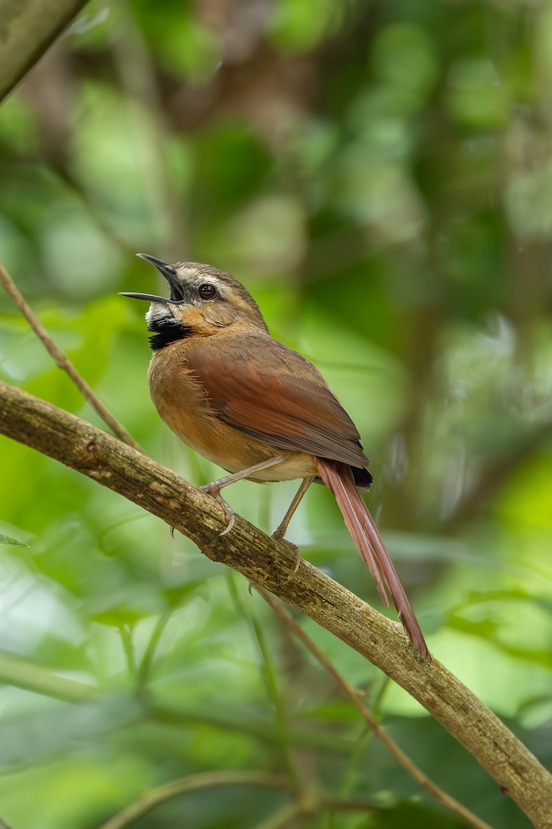 Ochre-cheeked Spinetail - ML636555974