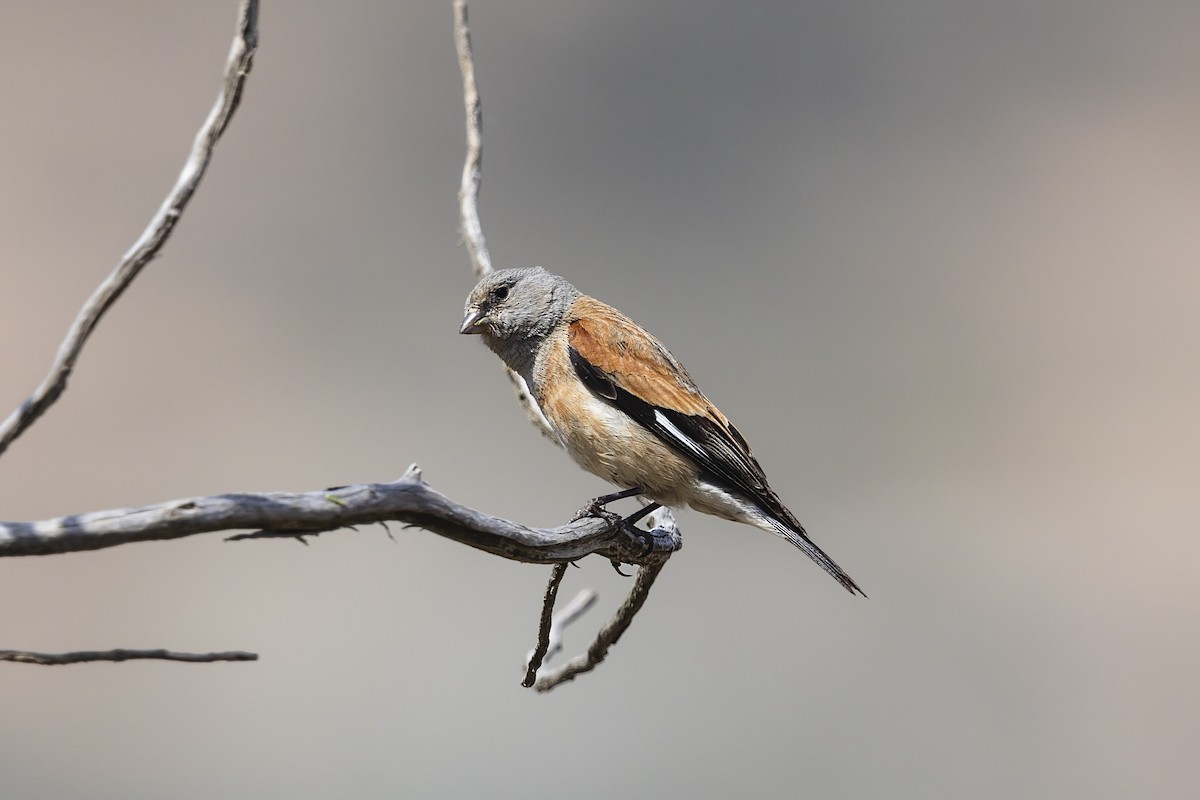 Yemen Linnet - ML636556040