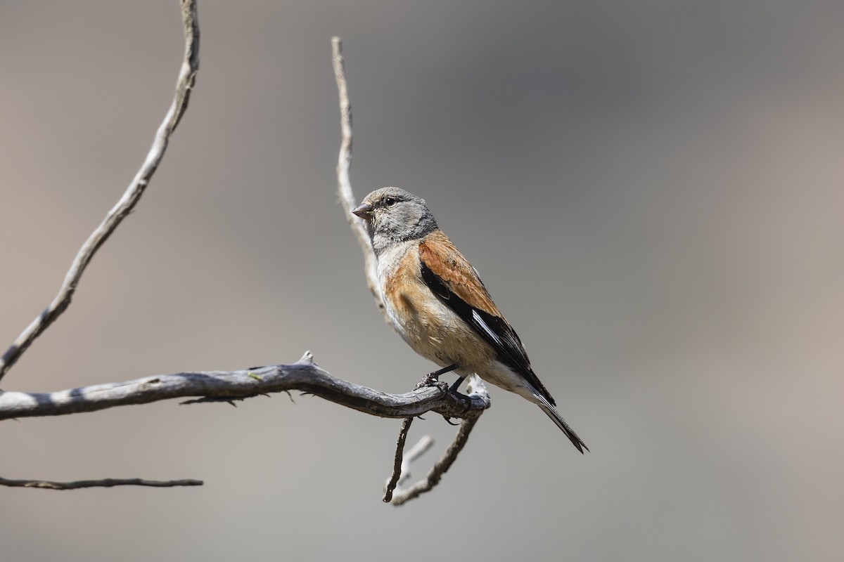 Yemen Linnet - ML636556041