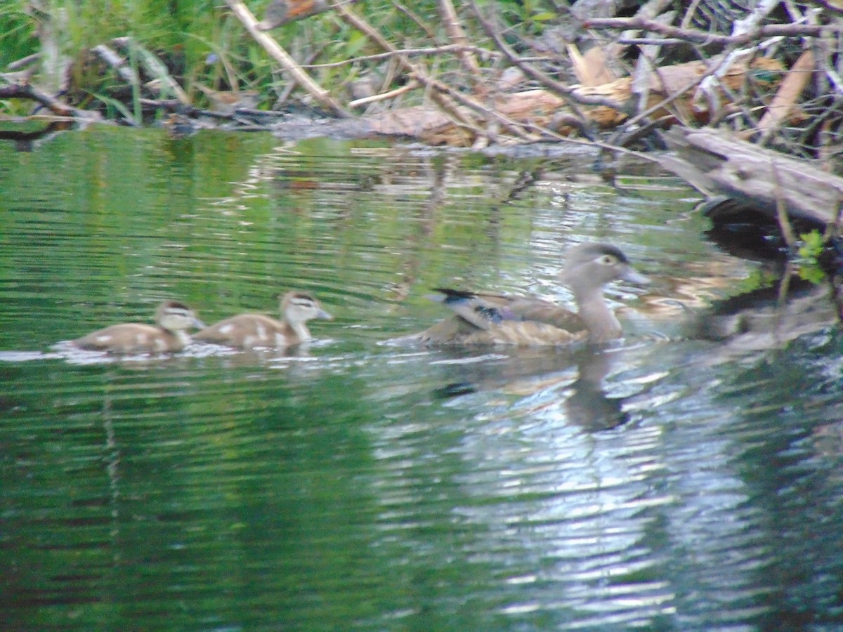 Wood Duck - ML63655631