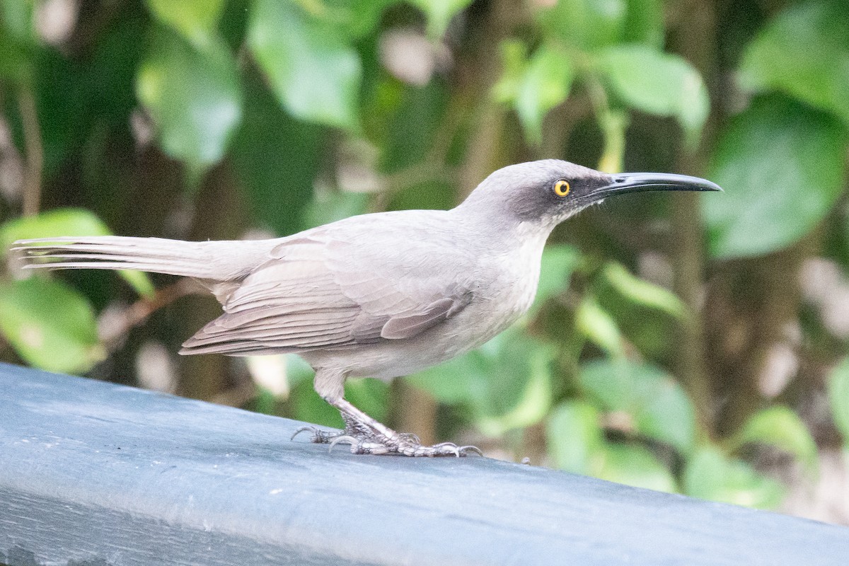 Trembleur gris - ML636556545