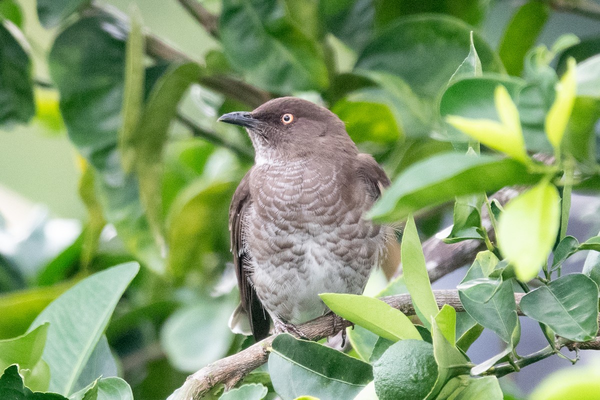 Scaly-breasted Thrasher - ML636556588