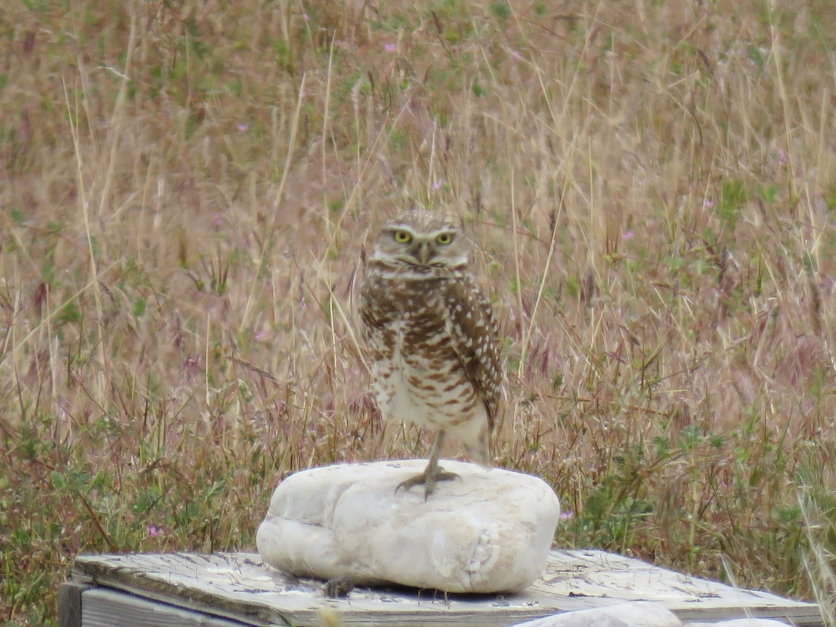 Burrowing Owl - ML636556645