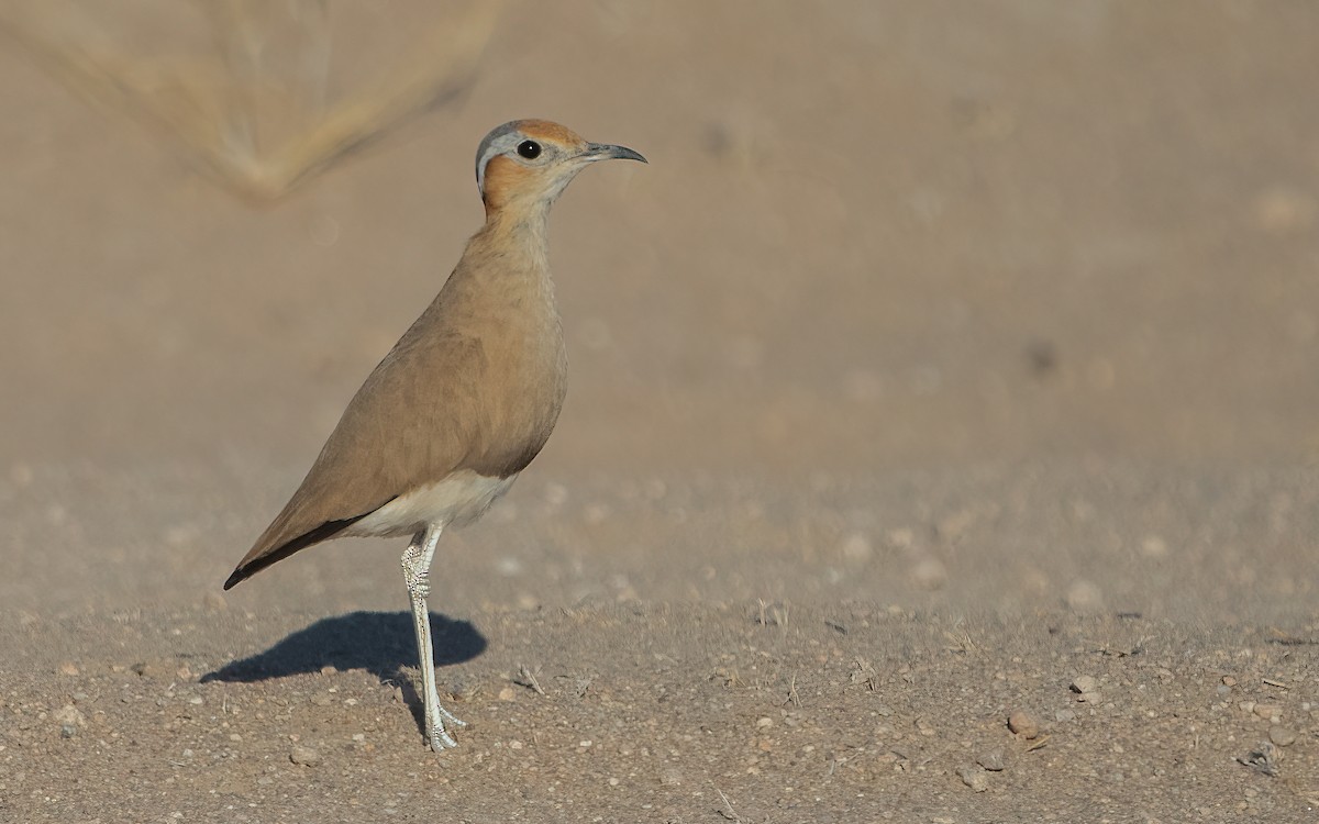 Burchell's Courser - ML636556692