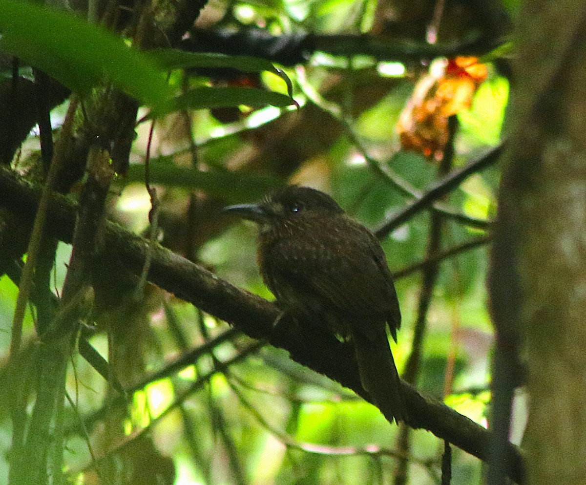White-whiskered Puffbird - ML636556776