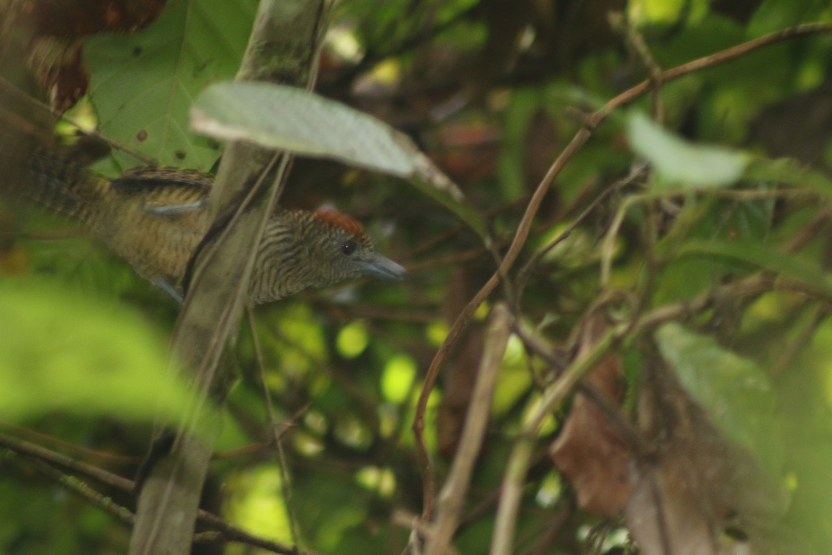 Fasciated Antshrike - ML636556797