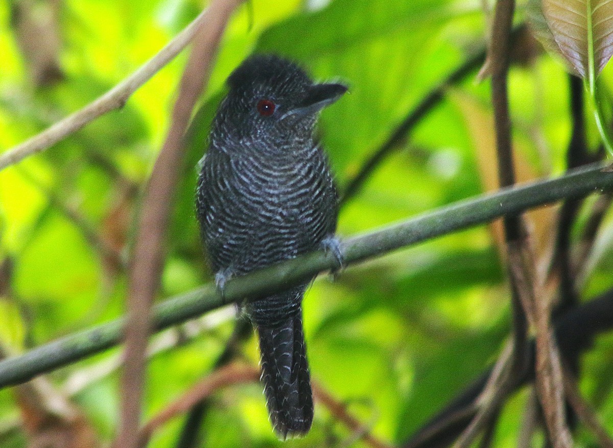 Fasciated Antshrike - ML636556798