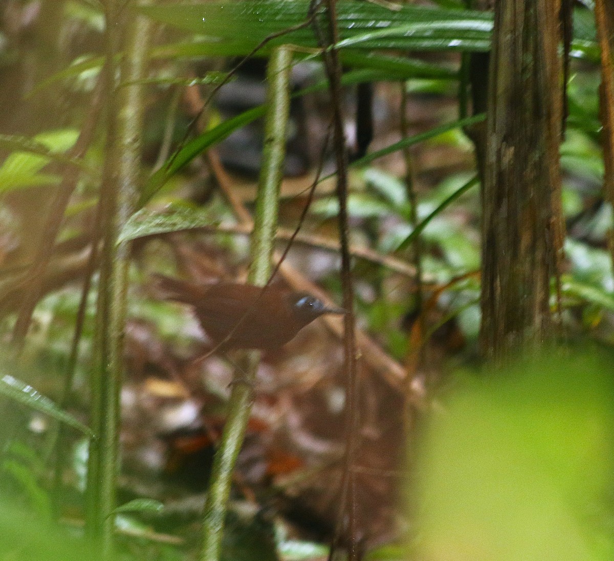 Chestnut-backed Antbird - ML636556806