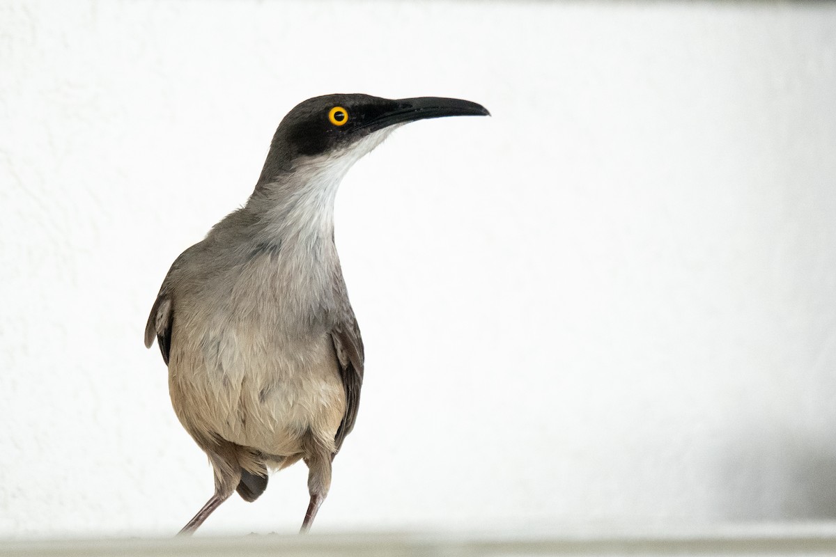 Trembleur gris - ML636556955