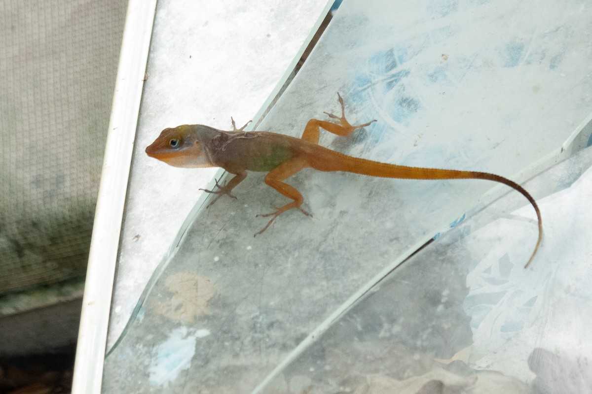 Reptiles - ML636556960