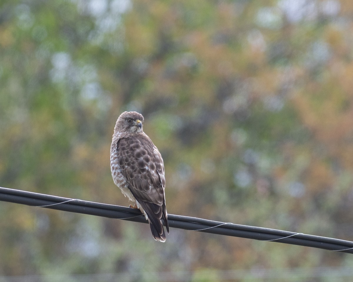 Broad-winged Hawk - ML636556982