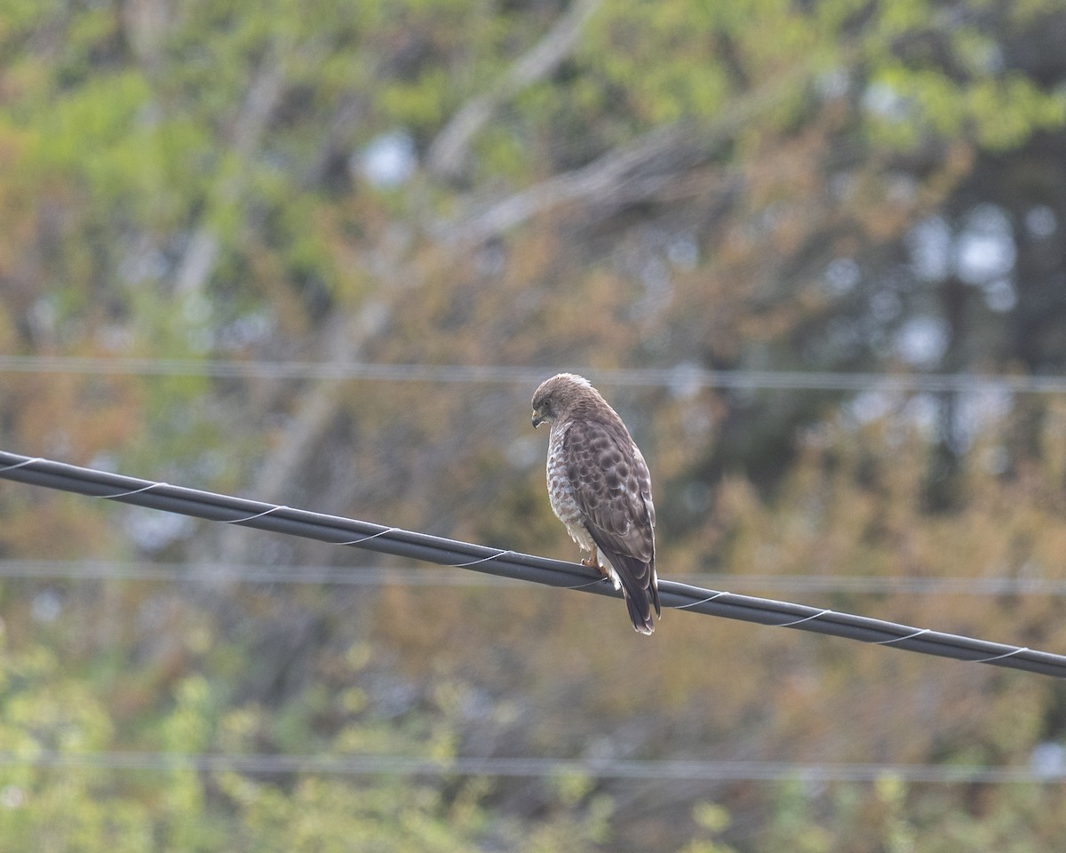 Broad-winged Hawk - ML636556983