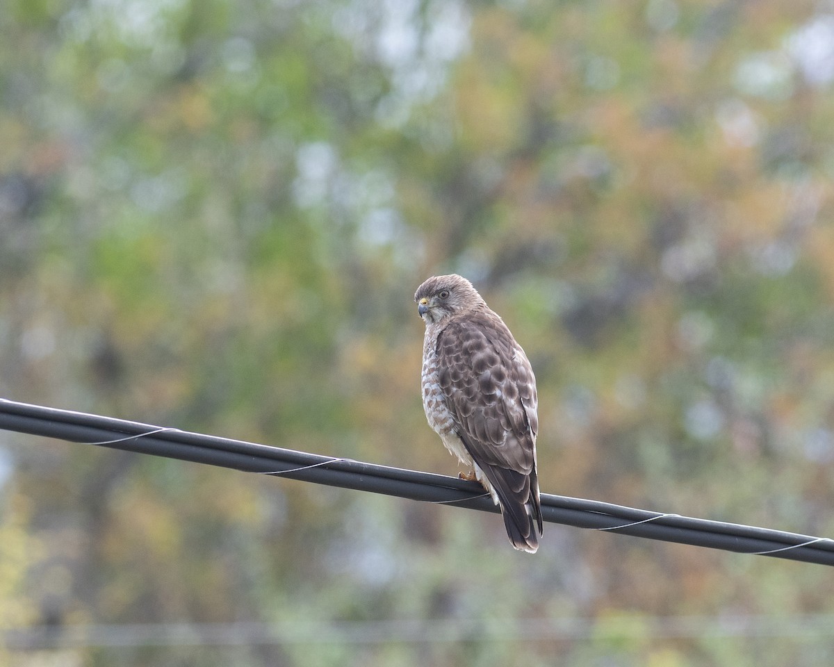 Broad-winged Hawk - ML636556984