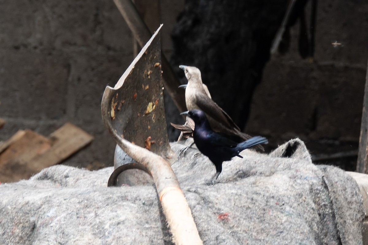 Shiny Cowbird - ML636556985