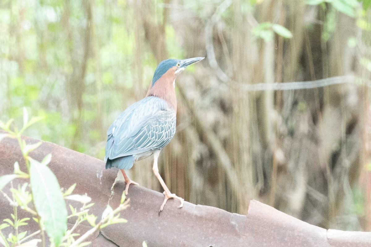 Green Heron - ML636556993