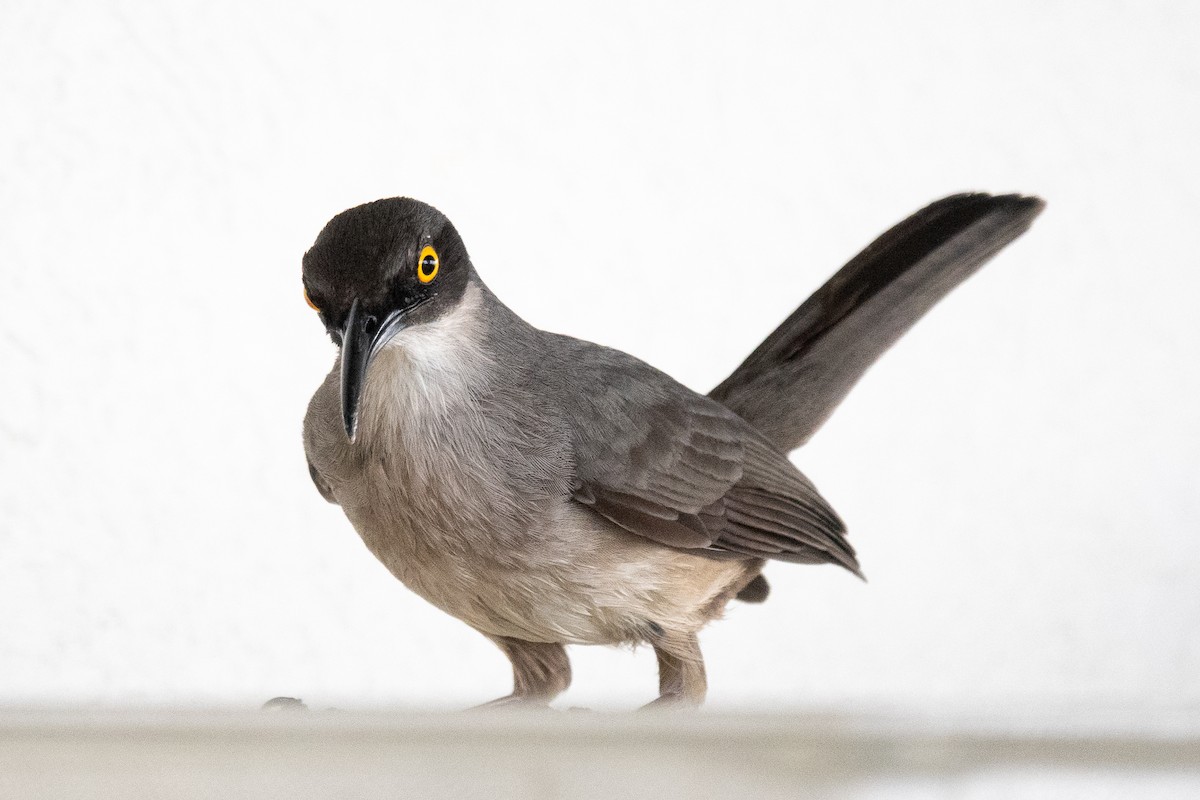 Trembleur gris - ML636557008