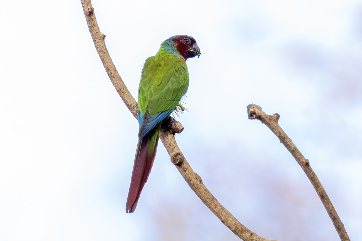 pyrura modrokápý - ML636557042