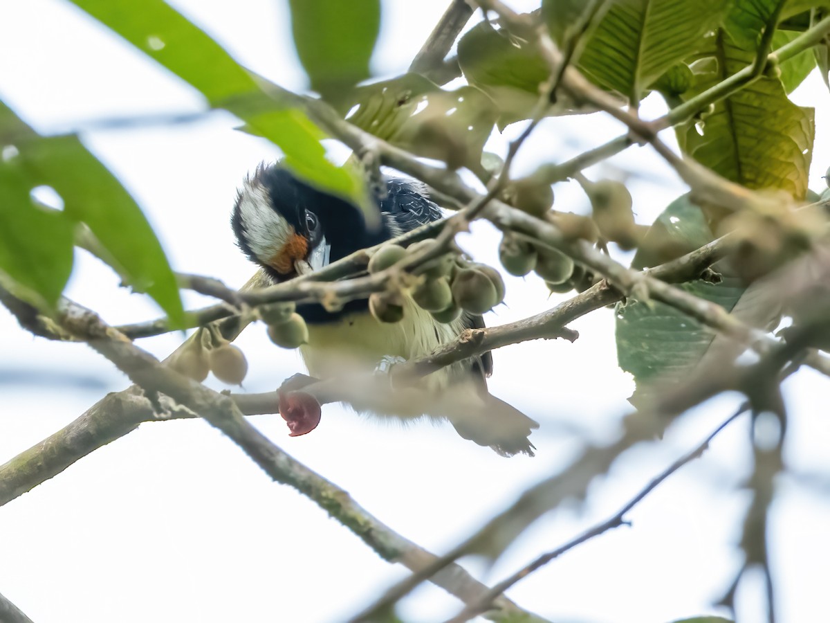 Orange-fronted Barbet - ML636557065