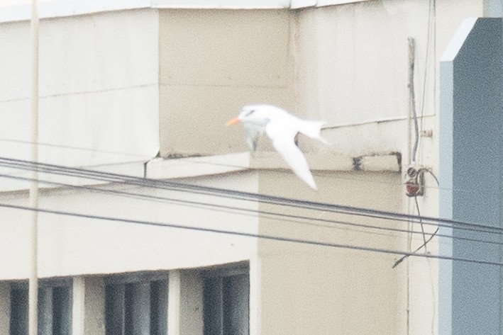 Royal Tern - ML636557141