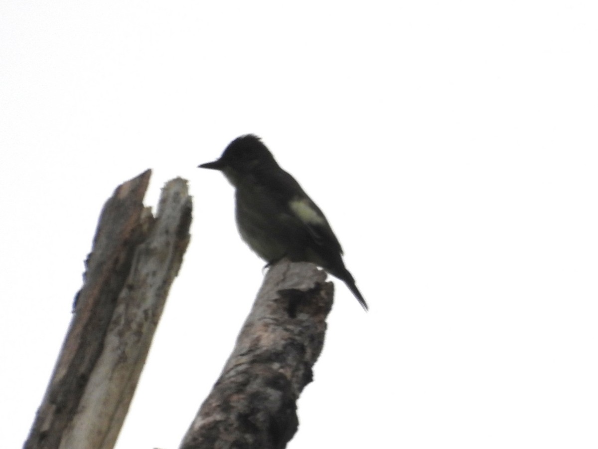 Olive-sided Flycatcher - ML636557144