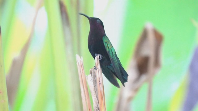 Purple-throated Carib - ML636557191