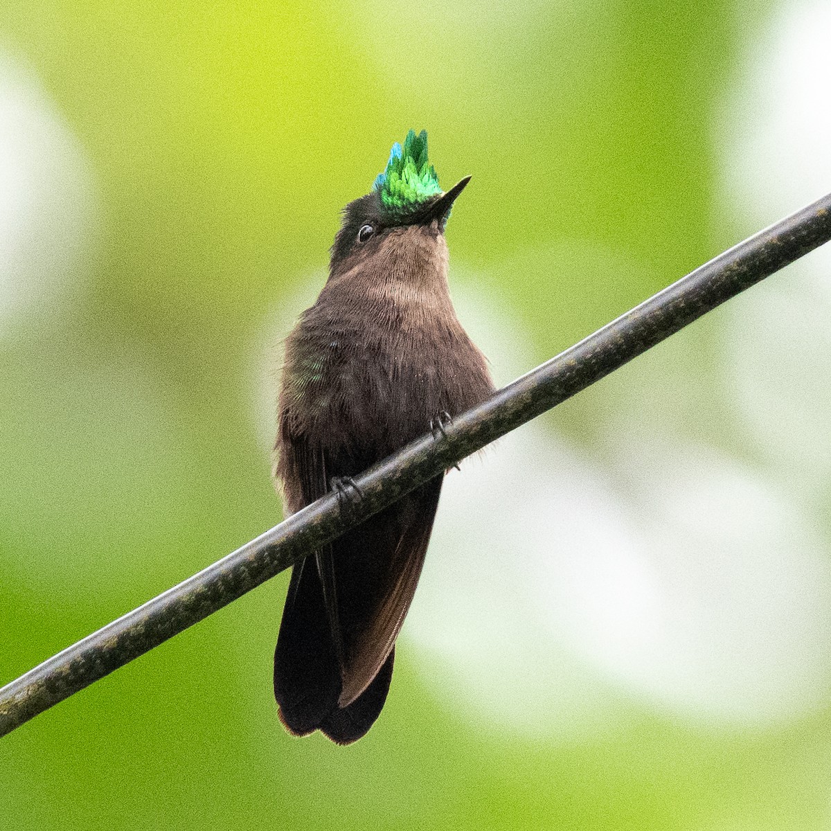 Antillean Crested Hummingbird - ML636557209