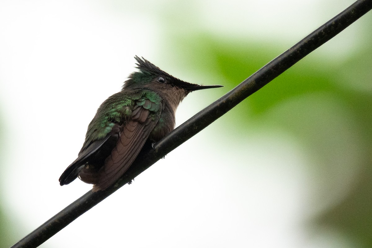 Antillean Crested Hummingbird - ML636557210