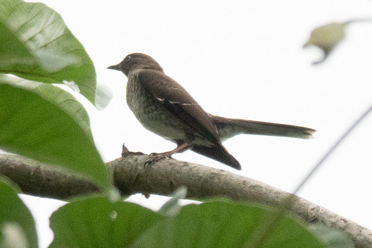 Spectacled Thrush - ML636557218