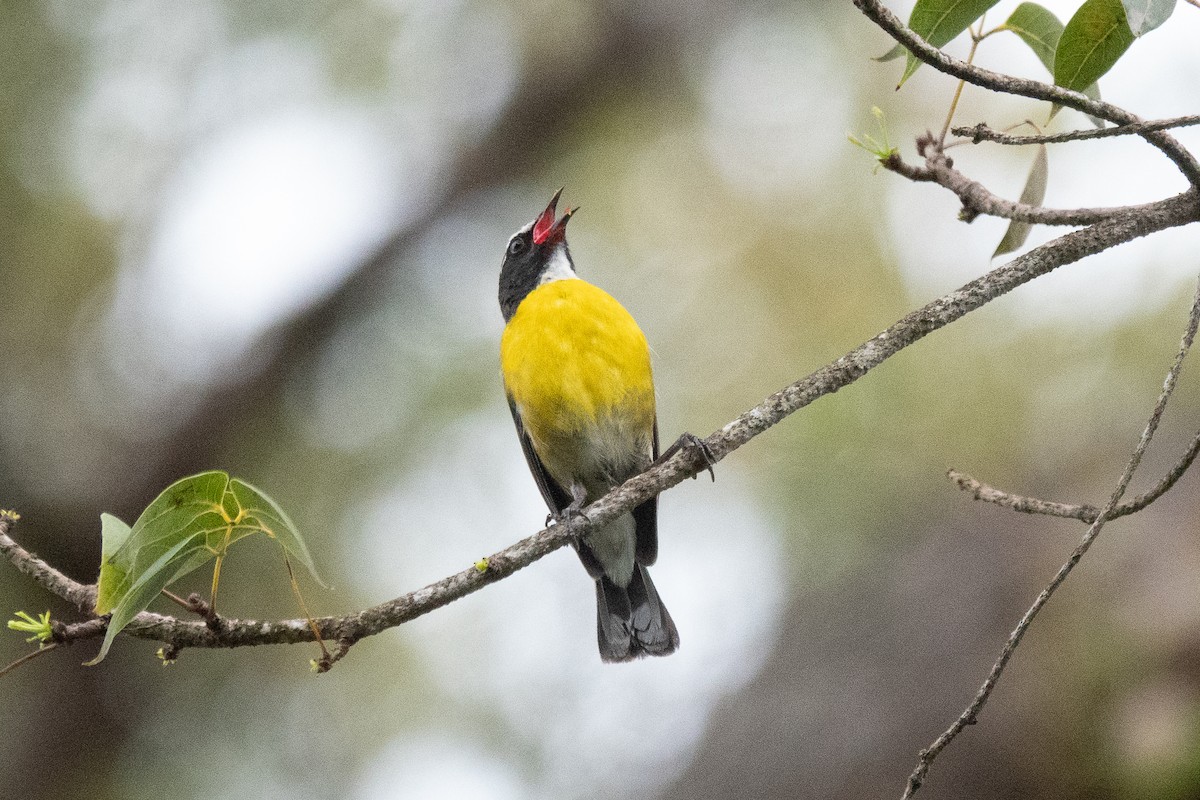 Bananaquit - ML636557239