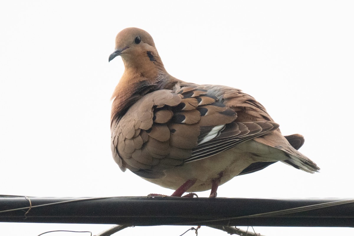 Zenaida Dove - ML636557246