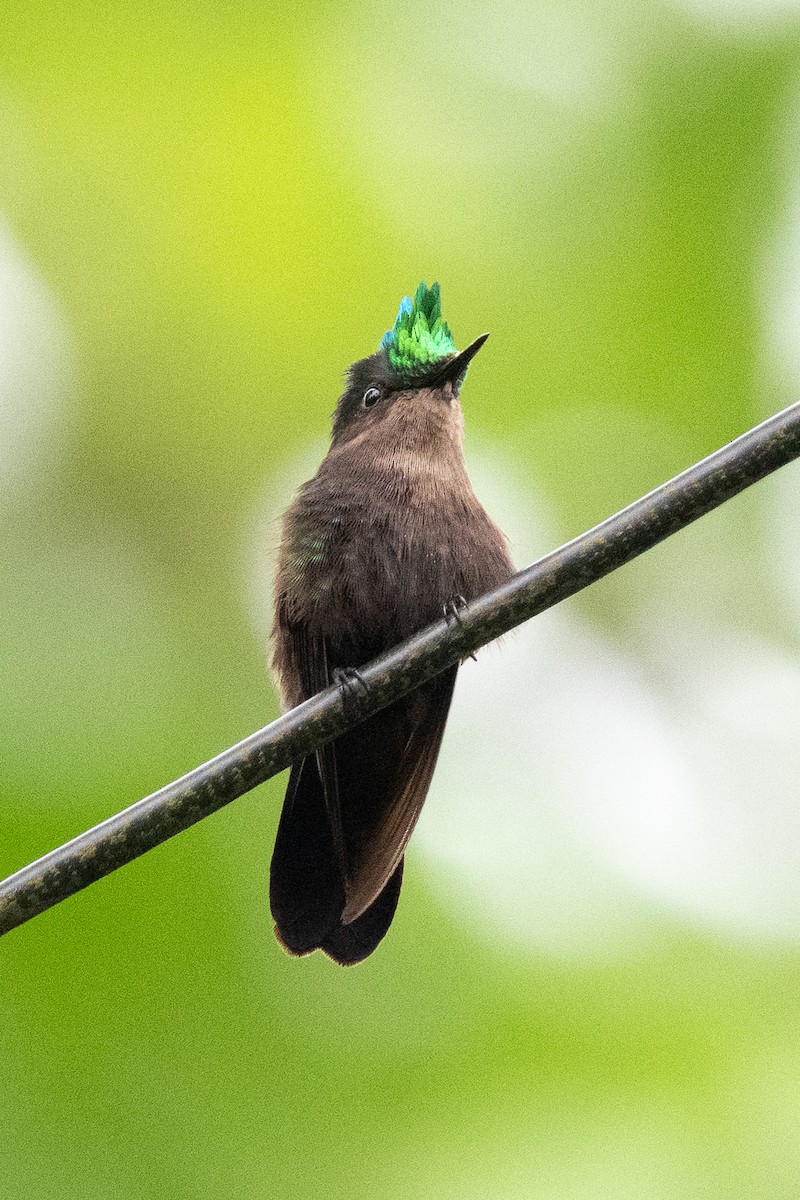 Antillean Crested Hummingbird - ML636557257