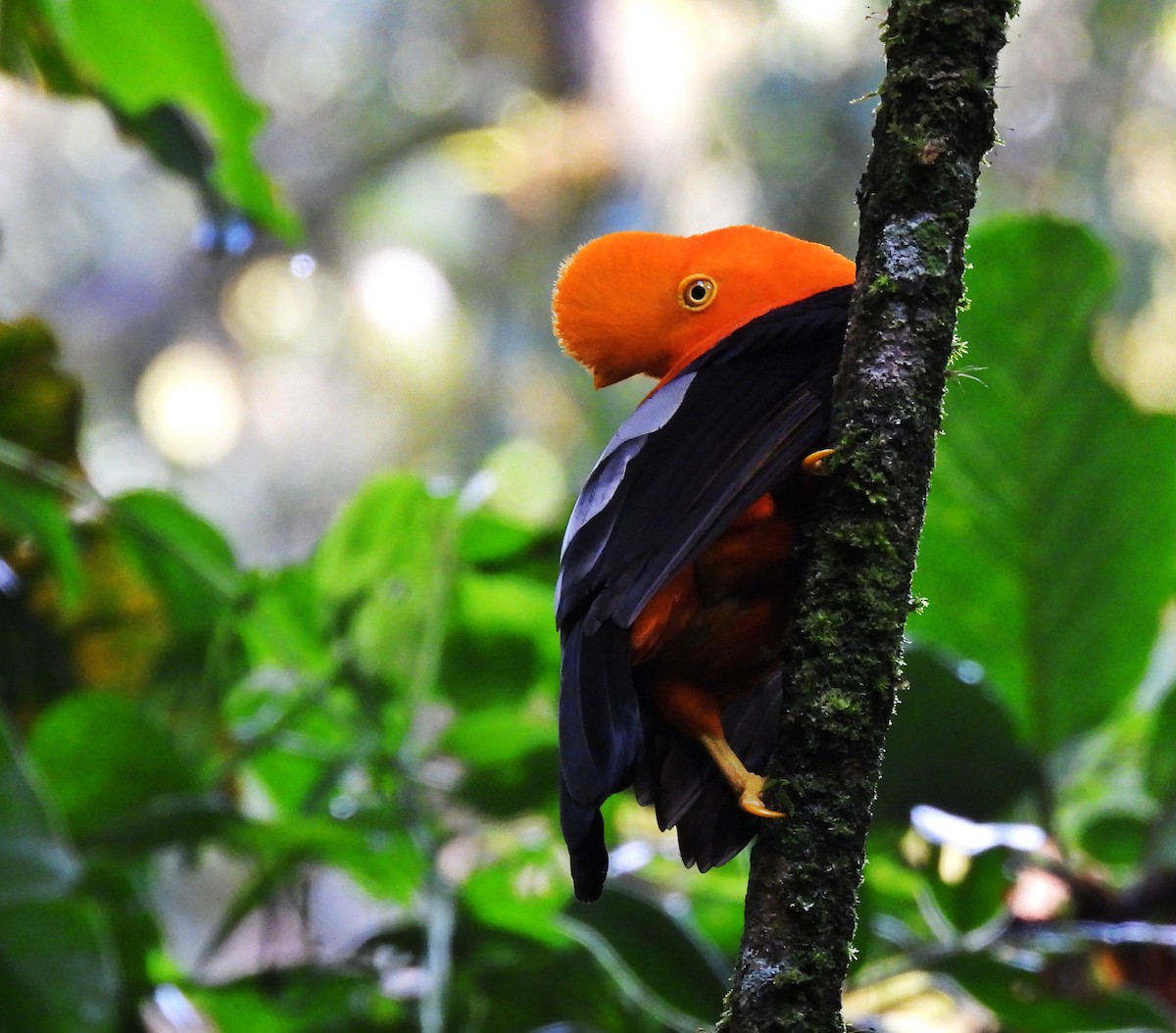 Andean Cock-of-the-rock - ML636557261