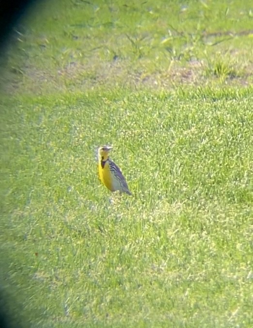 Western Meadowlark - ML636557281