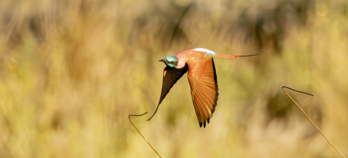 Northern Carmine Bee-eater - ML636557389